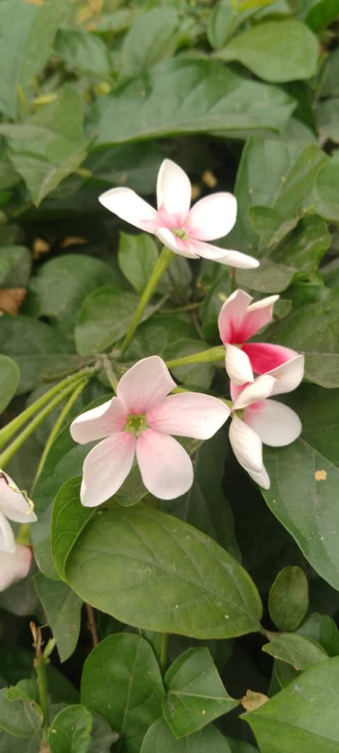 Mon jardin/Malabar Madhu Malati