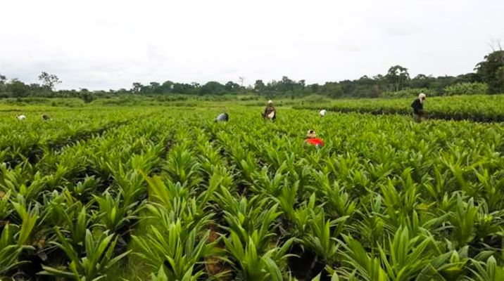 Le Gabon mise sur la diversification pour booster son économie hors pétrole.