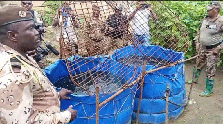Site agricole à la prison centrale d&rsquo;Oyem